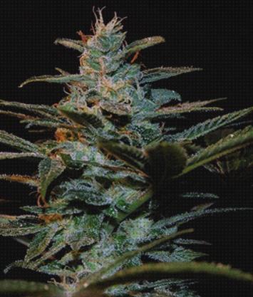 Review de semillas de marihuana sweet seeds