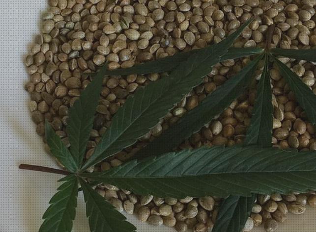 Las mejores semillas de marihuana y setas