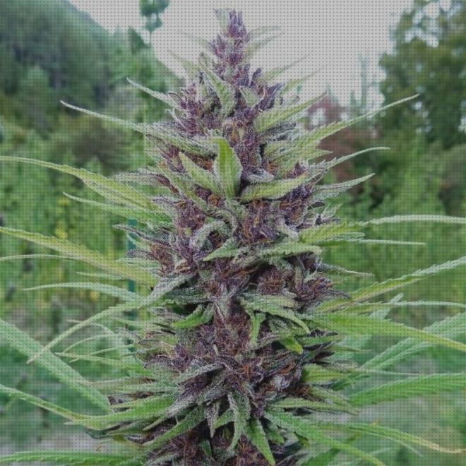 ¿Dónde poder comprar semillas de marihuanan?