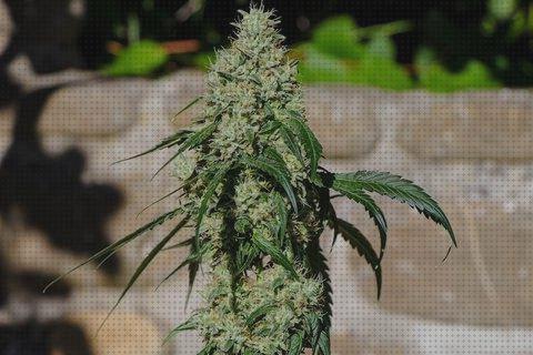Las mejores semillas de marihuanan