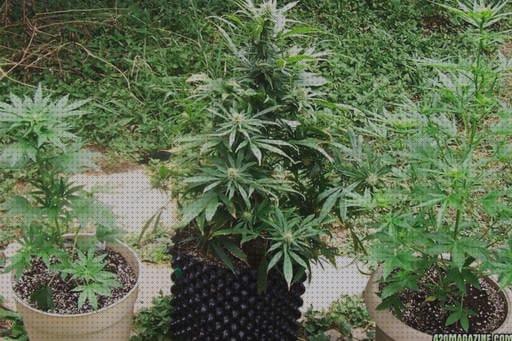 Review de semillas de marihuanas autoflorecientes baratas