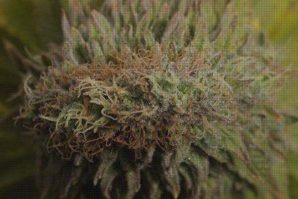 ¿Dónde poder comprar marihuanas semillas de marihuanas azafran?