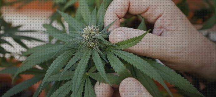 Las mejores marcas de marihuanas semillas marihuanas betanzos