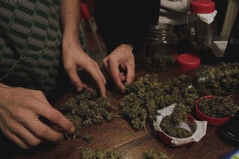 ¿Dónde poder comprar buenos marihuanas semillas de marihuanas buenos aires?