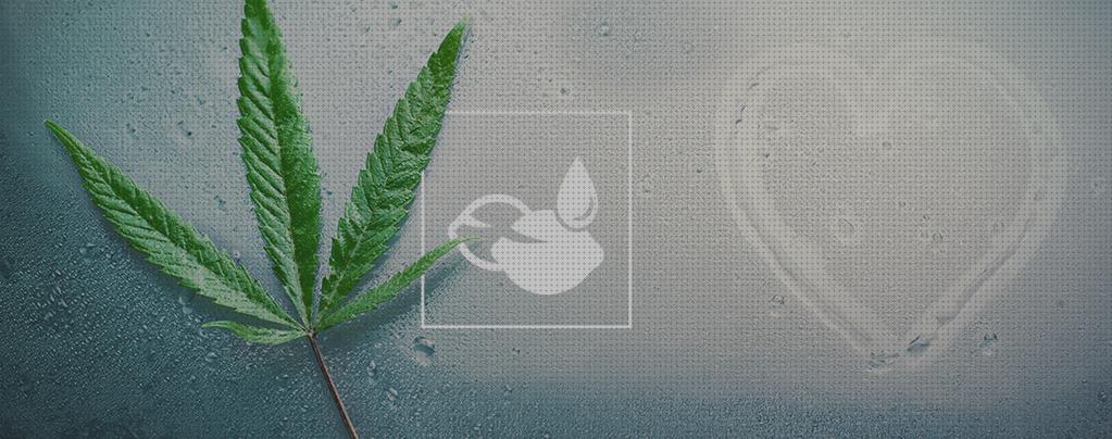 ¿Dónde poder comprar marihuanas semillas de marihuanas de clima humedo?