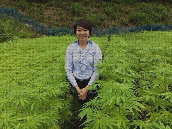 Las mejores marcas de semillas de marihuana japon