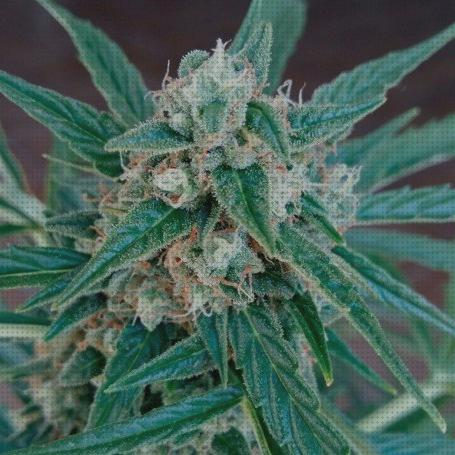 Las mejores marcas de semillas de marihuana magnu