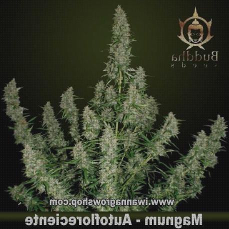 Review de semillas de marihuanas magnum autoflorecientes
