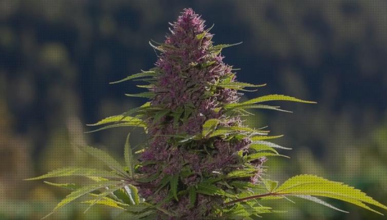 Las mejores marcas de marihuanas semillas marihuanas morada