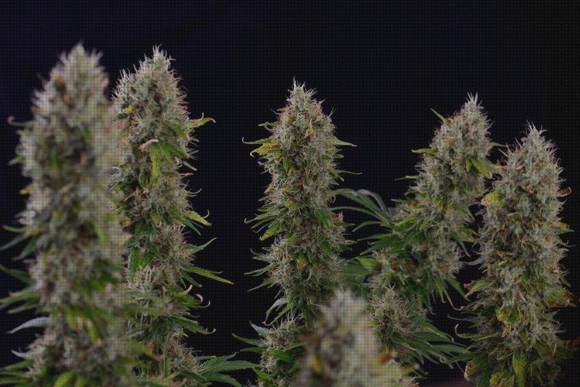 ¿Dónde poder comprar mayores marihuanas semillas de marihuanas por mayor?