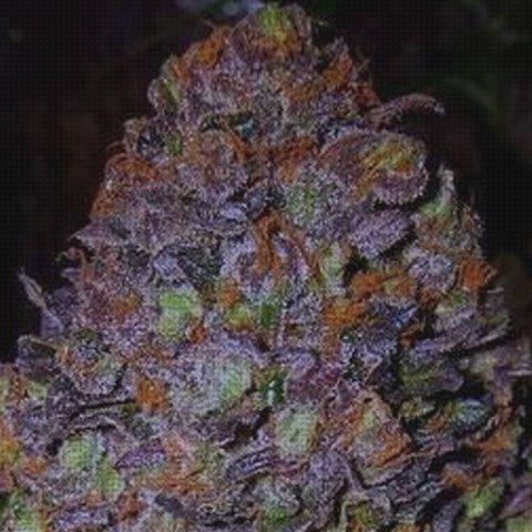 Las mejores marihuanas semillas de marihuanas purple