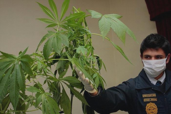 Las mejores marcas de marihuanas semillas semilla de marihuana rara