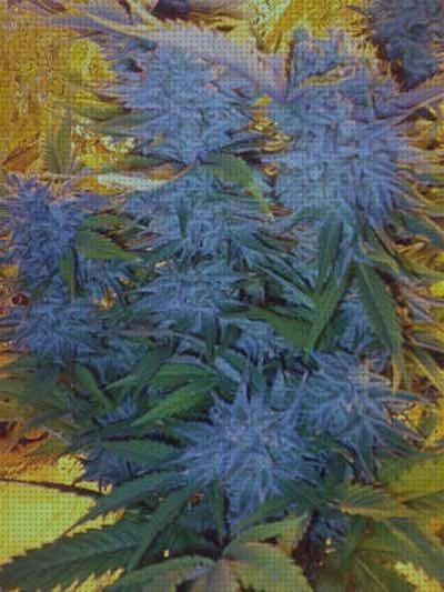 Las mejores marcas de marihuanas semillas semillas marihuana azul