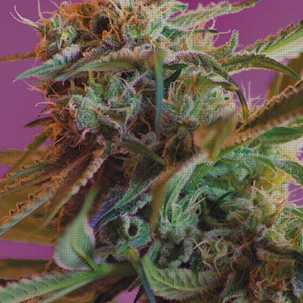 Las mejores marcas de marihuanas semillas semillas marihuana rosa