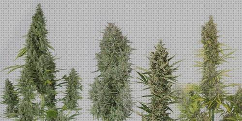 ¿Dónde poder comprar semillas marihuana plantas pequeñas semillas de plantas pequeñas y robustas marihuana?