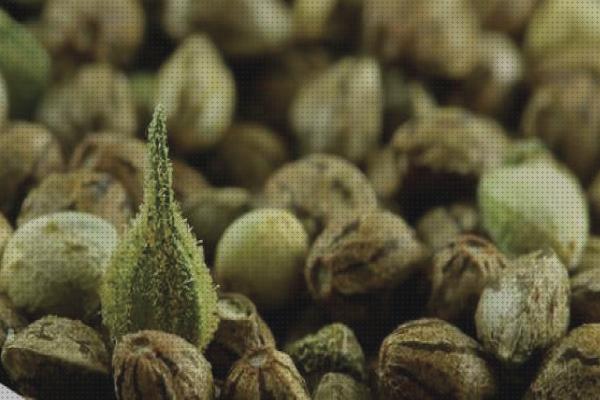 Mejores 33 semillas defectuosas marihuanas bajo análisis