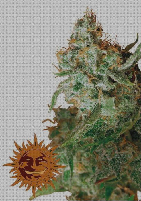 27 Mejores semillas dragones marihuanas