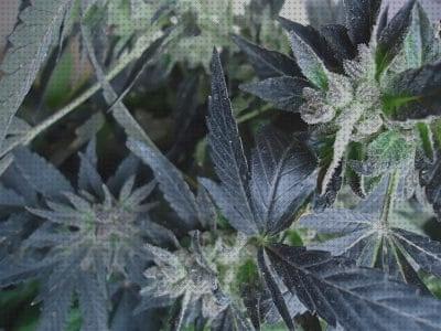 TOP 28 semillas exclusivas marihuanas