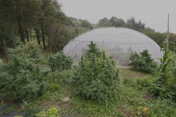 Las 28 Mejores semillas exteriores marihuanas bajo análisis