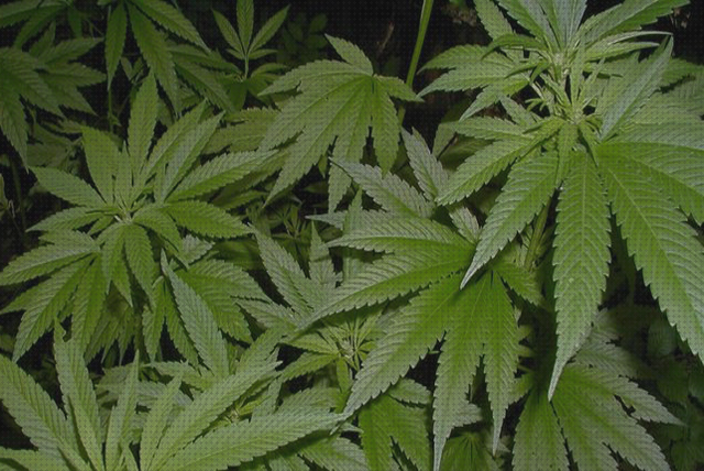 Las mejores marcas de semillas flan marihuana