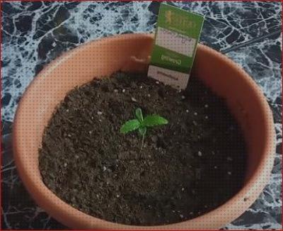 Las mejores marcas de semilla germinada marihuana maceta 20 litros cantidad de agua marihuana marihuana autofloreciente maceta litros semillas germinada marihuana una vez en tierra