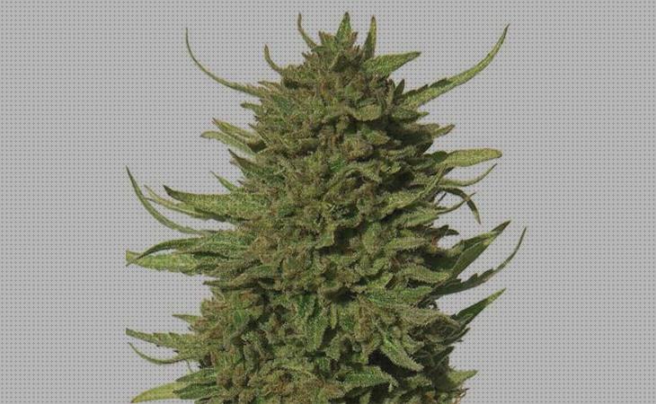 Review de semillas grow en casa cannabis