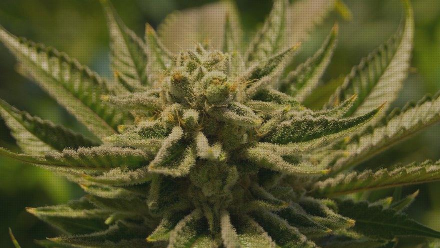 Las 26 Mejores Semillas Grow En Casas Cannabis