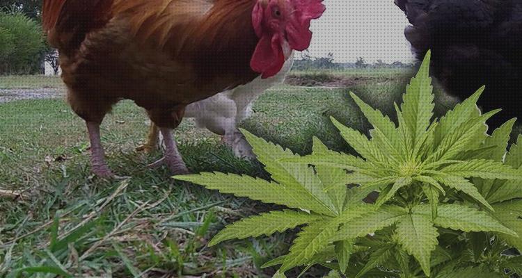 Análisis de las 27 mejores semillas linos cannabis bajo análisis