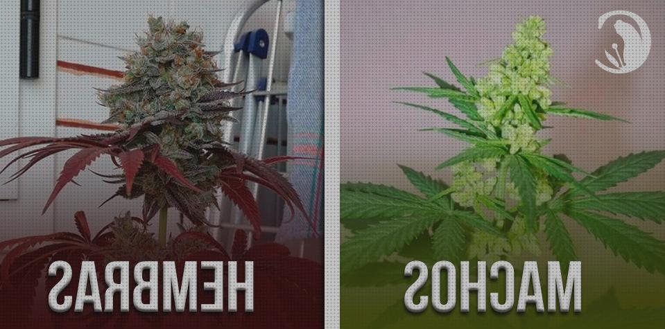 ¿Dónde poder comprar machos semillas macho marihuana?