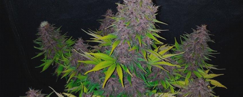Mejores 23 semillas marihuanas afrutadas
