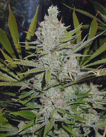 ¿Dónde poder comprar marihuanas semillas semillas marihuana amnesia?
