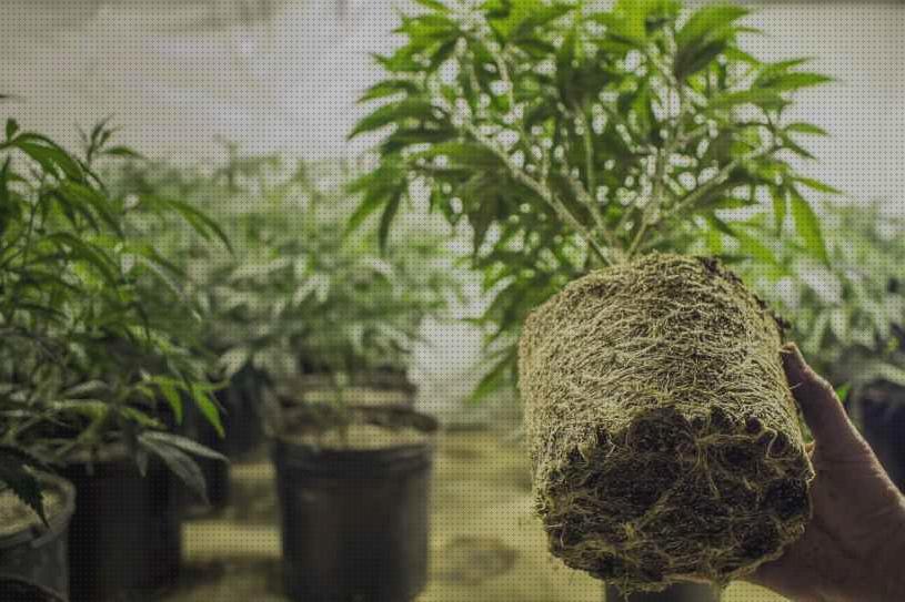 Las mejores autoflorecientes marihuanas semillas semillas marihuana autofloreciente exterior