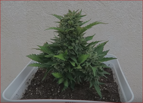 Review de semillas marihuana autoflorecientes mas rapidas