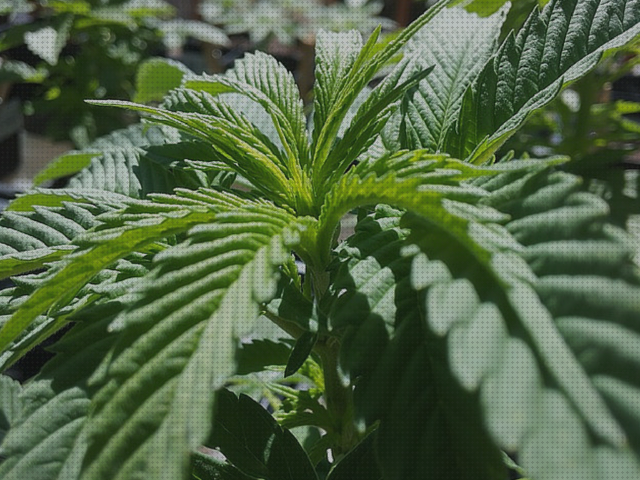 ¿Dónde poder comprar baratos marihuanas semillas semillas marihuana baratas y buenas?