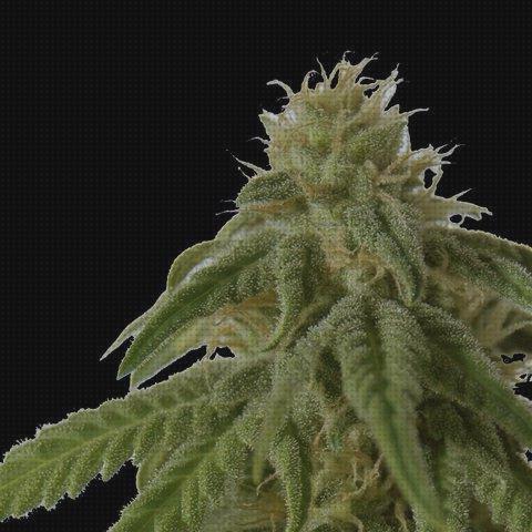 Las mejores feminizadas semillas semillas marihuana biological seeds feminizadas