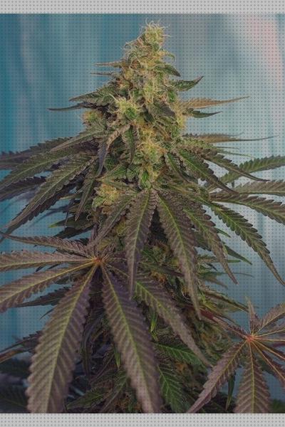 Review de semillas marihuana cbd seeds feminizadas