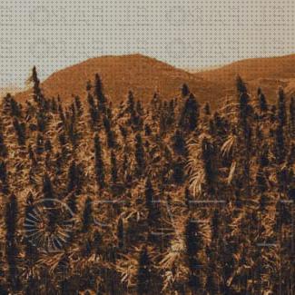 TOP 28 semillas marihuanas ceuti bajo análisis