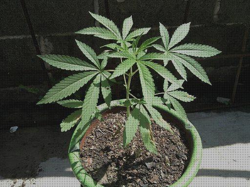 Las mejores semillas marihuana clima calido