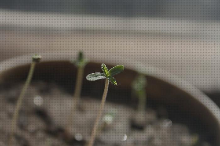 Las mejores marcas de semillas marihuana clima frio semillas marihuana temporada semillas marihuana marihuana semillas marihuana clima humedo