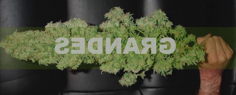 Review de semillas marihuana cogollos grandes