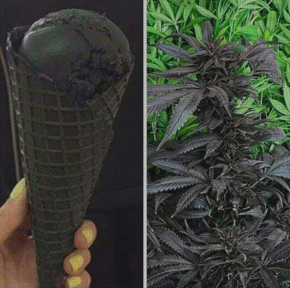 ¿Dónde poder comprar colores marihuanas semillas semillas marihuana color negro?