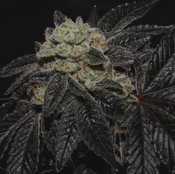 Las mejores colores marihuanas semillas semillas marihuana color negro