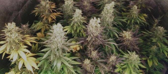 Opiniones de pocos marihuanas semillas semillas marihuana con poco riego