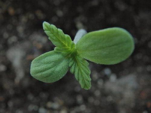 ¿Dónde poder comprar crecimientos marihuanas semillas semillas marihuana crecimiento?