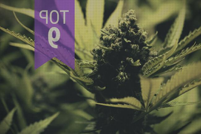 Review de semillas marihuana crecimiento rapido