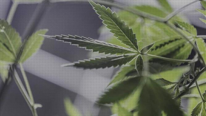 TOP 32 semillas marihuanas crecimientos del mundo