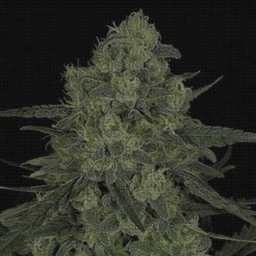 Las mejores marihuanas semillas semillas marihuana criminal