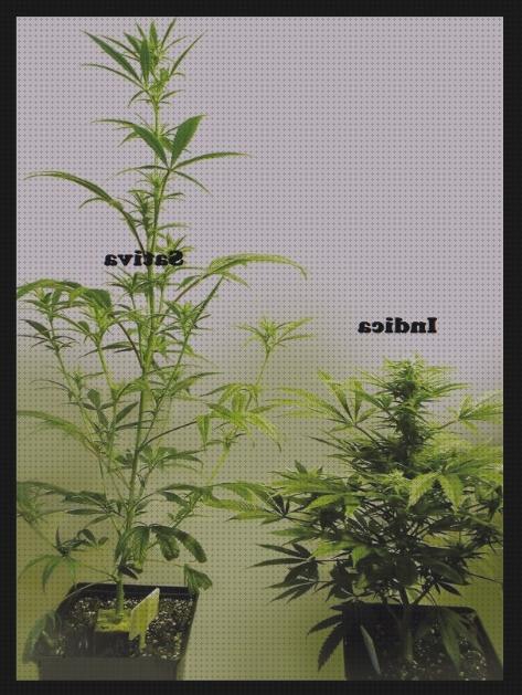 Opiniones de interiores marihuanas semillas semillas marihuana de interior