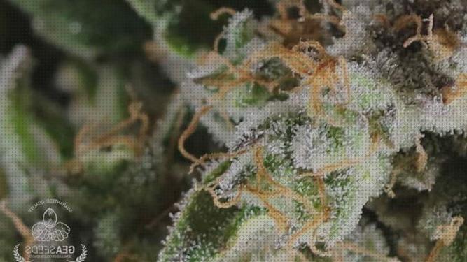 Mejores 34 semillas marihuanas economicas bajo análisis