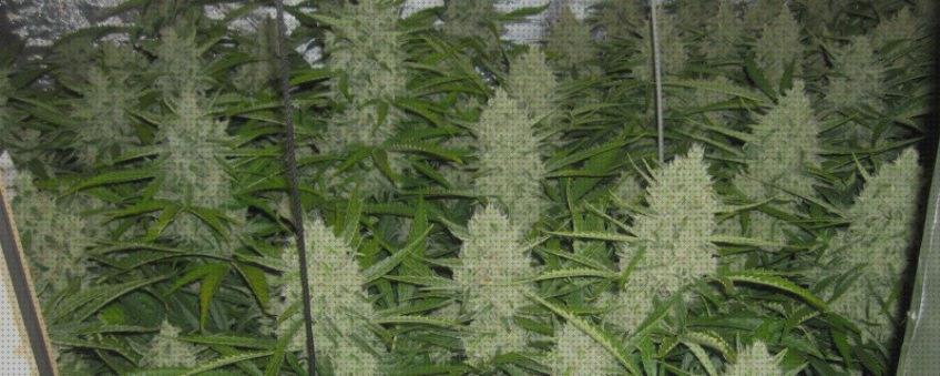 ¿Dónde poder comprar economicas semillas marihuana economicas?